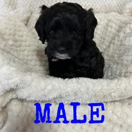 Cockapoo and Cocker Spaniel Puppies from Penny’s Perfect Pups