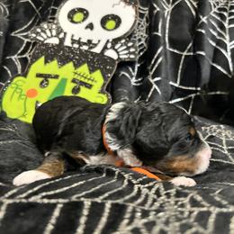 Bernedoodle Puppies from Elite Bernedoodle Besties LLC