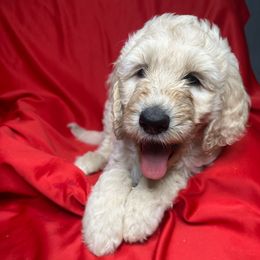 Green - Goldendoodle puppy from Mount Doodles