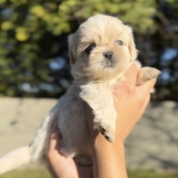 French Bulldog and Shih Tzu Puppies from Puppy Paper House