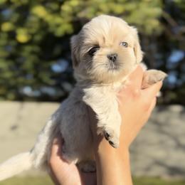 French Bulldog and Shih Tzu Puppies from Puppy Paper House