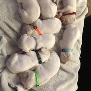 Dogo Argentino and Pembroke Welsh Corgi Puppies from Storm Dogos & Country Corgis
