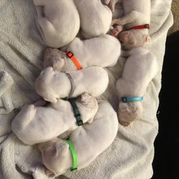 Dogo Argentino and Pembroke Welsh Corgi Puppies from Storm Dogos & Country Corgis