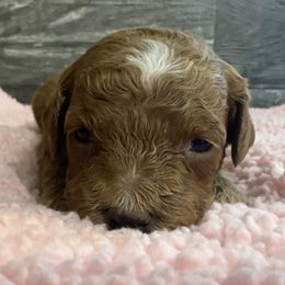 Gigi - Red  female Poodle puppy in Camden, Michigan from Pawfect Companions
