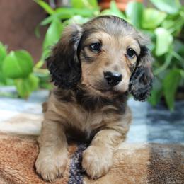 Stone - Cream male Dachshund puppy in Midland, Texas from The Barefield Doxies