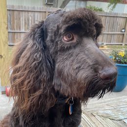 Levi - Labradoodle