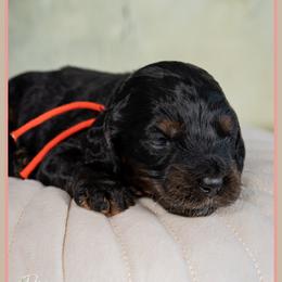 Ichabod - Black and tan male Cockapoo puppy in Connersville, Indiana from Deaz Doodle Ranch