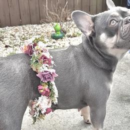 Izzy - French Bulldog