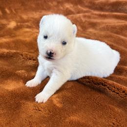 Everest - White male Pomsky puppy in Winchendon, Massachusetts from Mountain View Pomskies