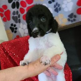 Poodle Puppies from My Buddies Puppies