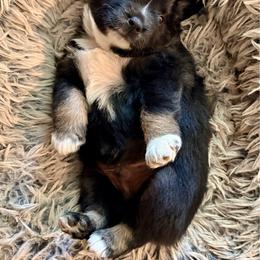 Miniature Australian Shepherd puppies from Kizmit Farmz