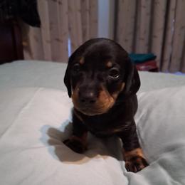 Dachshund puppies from Va mini dachshunds