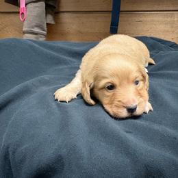Bounce - Cream male Dachshund puppy in Fredericksburg, Ohio from William's Dachshunds