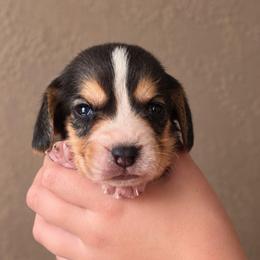 Oz - Blue tan and white male Beagle puppy in Lake City, Florida from Sunkissed Beagles