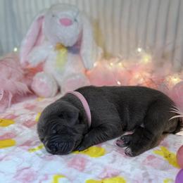 Lita - Gray female Cane Corso puppy in Briggs, Texas from Capital City Corso’s