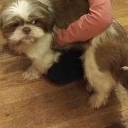 Shih Tzus from Reed Ranch Shih-tzus