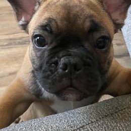 "Churro" French Bulldog Puppies from Kathrine's French Bulldogs