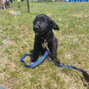 Daisy - female Sporty Mix puppy in Menasha, Wisconsin from Kreger's K9s