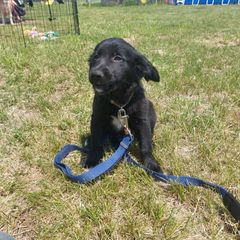 Daisy - female Sporty Mix puppy in Menasha, Wisconsin from Kreger's K9s
