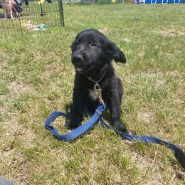 Daisy - female Sporty Mix puppy in Menasha, Wisconsin from Kreger's K9s