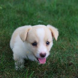 Yellow - Red and white male Cardigan Welsh Corgi puppy in Pilot, Virginia from Katie's Corgis - VKM Farmstead