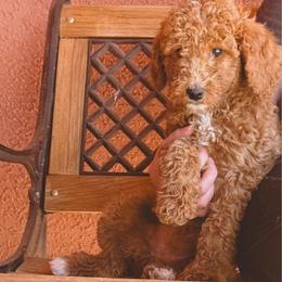 Flareon - Red  female Poodle puppy in Phoenix, Arizona from Moonshine Kennels AZ