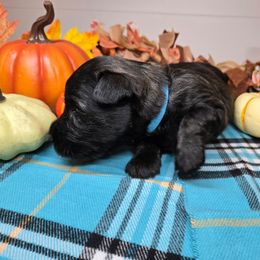 Puppy 6 - Brindle male Scottish Terrier puppy in San Tan Valley, Arizona from For the love of Scotties