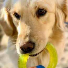 Golden Retriever All Grown Up from Highlander's Goldens of Howell