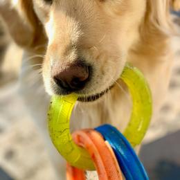 Golden Retriever All Grown Up from Highlander's Goldens of Howell