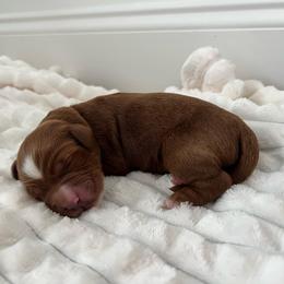 Crew - Red  male Goldendoodle puppy in Apopka, Florida from The Classic Doodle
