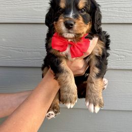 Bernedoodle Puppies from Suncrest Doodles