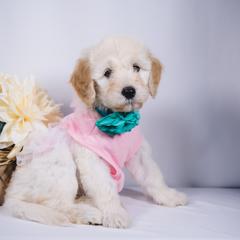 Bordoodle Puppies from 2J 2K Bordoodles LLC