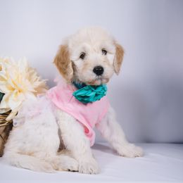 Bordoodle Puppies from 2J 2K Bordoodles LLC