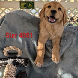 Star - Dark golden female Golden Retriever puppy in Parker, Colorado from Legacy Ranch Golden Retrievers