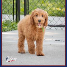 Preston - Red  male Goldendoodle puppy in Connersville, Indiana from Deaz Doodle Ranch