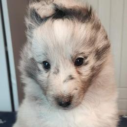 Sara - Blue merle and white female Shetland Sheepdog puppy in Weedsport, New York from M&M Shelties and Smooch-A-Bulls English Bulldogs