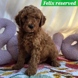 Felix - Red  male Goldendoodle puppy in Seymour, Tennessee from Lollie's Doodles