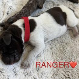 Ranger - Liver and white male German Shorthaired Pointer puppy in Conroe, Texas from The Tipsy Rabbit