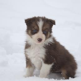 Border Collie, English Setter, and Miniature American Shepherd Puppies from First Harmony Farms