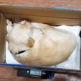 Golden Retriever Puppies from The Golden Court