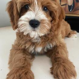 Goldendoodles and Poodles from Deerly Doodles