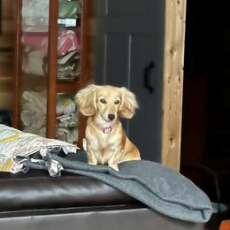 Faith (Pickles) - Dachshund