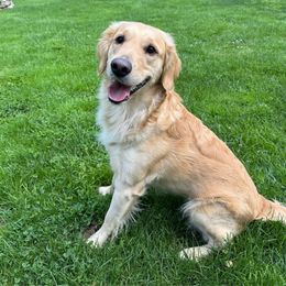 Daisy - Golden Retriever