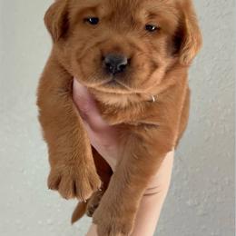 Ginger Snap - Yellow female Labrador Retriever puppy in Morriston, Florida from Penny Lane Labradors