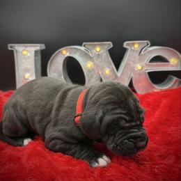 June - Black female Great Dane puppy in Grand Junction, Colorado from Top Brackett Danes