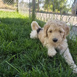 Atitaya - Fawn and white female Sheepadoodle puppy in Blackfoot, Idaho from Draper Mountain Doodles