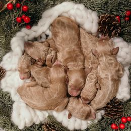 Goldendoodle and Poodle Puppies from Dazzling & Dapper Doodles of MS