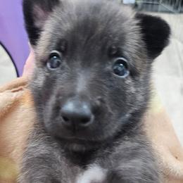 Orange collar - Gold brindle female Dutch Shepherd puppy in Howey In The Hills, Florida from MAC K9 Dutch Shepherds