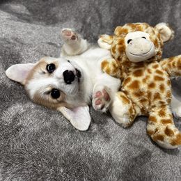 Pembroke Welsh Corgi Puppies from Brilliant Breeds