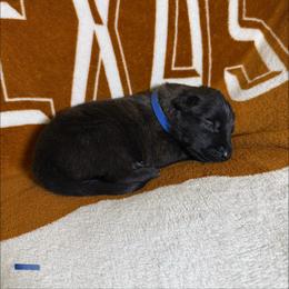Blue collar - Brindle male xDutch Shepherd puppy in Mc Kinney, Texas from Vom Jazzigen Haus